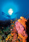 World Class Diving available with Scuba St. Lucia - Click to enlarge